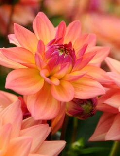 Menu Princess Pinks Dahlia Collection -Holland Bulb Farms 74209 2