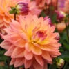 Menu Extase Decorative Dahlia -Holland Bulb Farms 74209 3