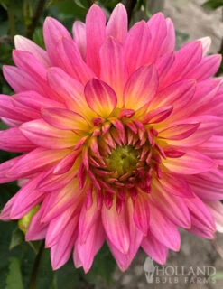 Menu Princess Pinks Dahlia Collection -Holland Bulb Farms 74209 extase decorative dahlia 2