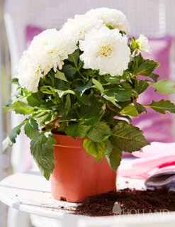 Menu Wittem Decorative Dahlia -Holland Bulb Farms 74211 wittem decorative dahlia 3