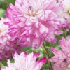 Menu Who Dun It Decorative Dahlia -Holland Bulb Farms 74212 who dun it decorative dahlia 2 1
