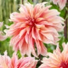 Menu Labyrinth Decorative Dahlia -Holland Bulb Farms 74213 labyrinth decorative dahlia 2 1