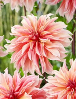 Menu Princess Pinks Dahlia Collection -Holland Bulb Farms 74213 labyrinth decorative dahlia 2