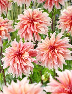 Menu Shimmering Sunset Dahlia Collection -Holland Bulb Farms 74213 labyrinth decorative dahlia 3 2