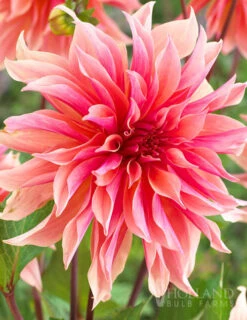 Menu Dazzling Dahlias Duo Collection -Holland Bulb Farms 74213 labyrinth decorative dahlia 4 3