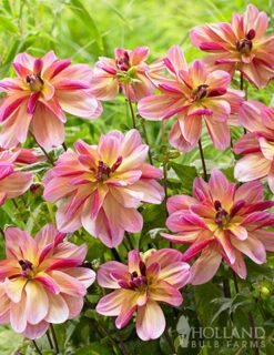 Menu Shimmering Sunset Dahlia Collection -Holland Bulb Farms 74214 dark butterfly decorative dahlia 2 1