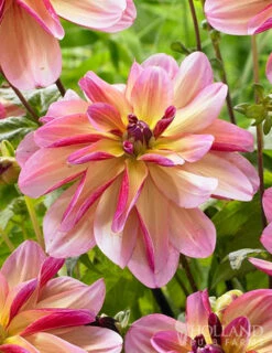 Menu Princess Pinks Dahlia Collection -Holland Bulb Farms 74214 dark butterfly decorative dahlia 3