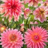 Menu Princess Pinks Dahlia Collection -Holland Bulb Farms 74215 princess pinks dahlia collection