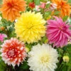 Menu Dinnerplate Dahlia Super Mix -Holland Bulb Farms 74218 dinnerplate dahlia mix