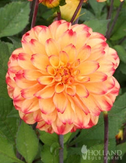Menu Lady Darlene Dinnerplate Dahlia -Holland Bulb Farms 74219 lady darlene dahlia