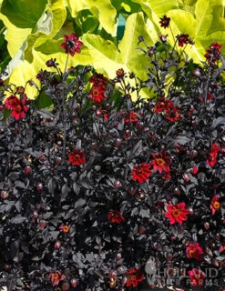 Menu Pulp Fiction Dahlia -Holland Bulb Farms 74220 pulp fiction dahlia 3