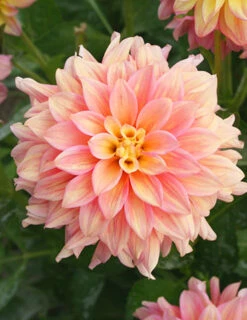 Menu Shimmering Sunset Dahlia Collection -Holland Bulb Farms 74221