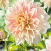Menu Ice Cube Dahlia -Holland Bulb Farms 74221 ice cube dahlia 2 1