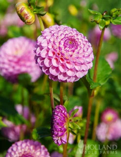 Menu Zippity Do Da Dahlia -Holland Bulb Farms 74225 zippity do da dahlia