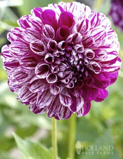 Menu Marble Ball Dahlia -Holland Bulb Farms 74230 marble ball dahlia 3