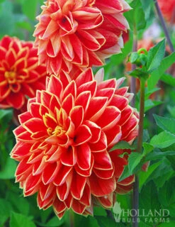 Menu Orange Glory Patio Dinnerplate Dahlia -Holland Bulb Farms 74233 orange glory dinnerplate dahlia