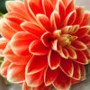 Menu Orange Glory Patio Dinnerplate Dahlia -Holland Bulb Farms 74233a