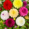 Menu Gallery Mix Dahlias
