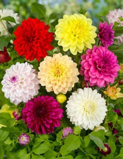 Menu Gallery Mix Dahlias