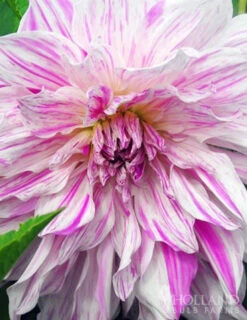 Menu Mom's Special Dinnerplate Dahlia -Holland Bulb Farms 74239 moms special dinnerplate dahlia