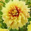 Menu Dazzling Sun Dinnerplate Dahlia -Holland Bulb Farms 74240 dazzling sun dinnerplate dahlia
