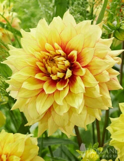 Menu Dazzling Sun Dinnerplate Dahlia