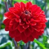 Menu Red Decorative Dahlia -Holland Bulb Farms 74241 red decorative dahlia 3