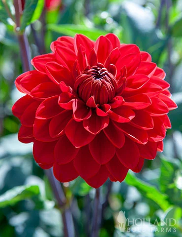 Menu Red Decorative Dahlia 3 Menu Red Decorative Dahlia