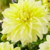 Menu La Luna Dahlia -Holland Bulb Farms 74242 dahlia la luna