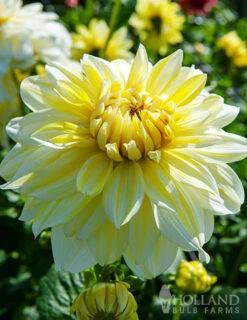 Menu La Luna Dahlia -Holland Bulb Farms 74242 la luna dahlia