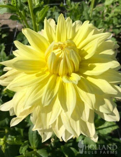 Menu La Luna Dahlia -Holland Bulb Farms 74242 la luna dahlia 3