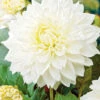 Menu White Decorative Dahlia -Holland Bulb Farms 74245 white decorative dahlia