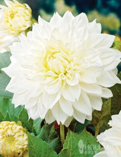 Menu White Decorative Dahlia