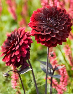 Menu Dazzling Dahlias Duo Collection -Holland Bulb Farms 74246 arabian night decorative dahlia 5 1