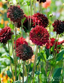 Menu Dazzling Dahlias Duo Collection -Holland Bulb Farms 74246 arabian night decorative dahlia 6 1