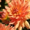 Menu Orange Decorative Dahlia