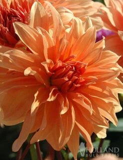 Menu Orange Decorative Dahlia -Holland Bulb Farms 74247 orange decorative dahlia 5