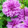 Menu Lilac Time Dahlia 2 Menu Lilac Time Dahlia -Holland Bulb Farms 74249 lilac time dahlia 3