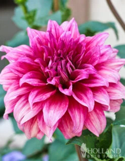 Menu Emory Paul Dinnerplate Dahlia