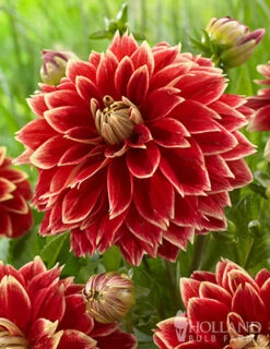 Menu Dutch Carnival Dahlia