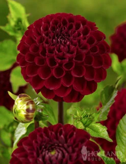 Menu Natal Dahlia