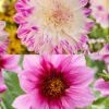 Menu Mango Powder Puff Dahlia Blend -Holland Bulb Farms 74260 mango powder puff dahlia blend