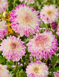 Menu Mango Powder Puff Dahlia Blend -Holland Bulb Farms 74260 mango powder puff dahlia blend 2