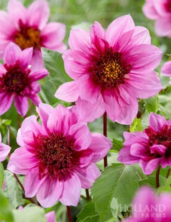 Menu Mango Powder Puff Dahlia Blend -Holland Bulb Farms 74260 mango powder puff dahlia blend 3