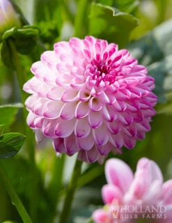 Menu Pink Isa Decorative Dahlia -Holland Bulb Farms 74261 pink isa dahlia