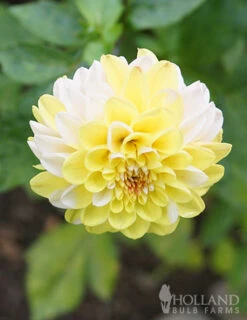 Menu Double Jill Pompon Dahlia