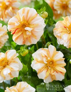 Menu Sun And Ice Decorative Dahlia