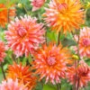 Menu Orange Turmoil Cactus Dahlia -Holland Bulb Farms 74267 dahlia cactus orange turmoil 2