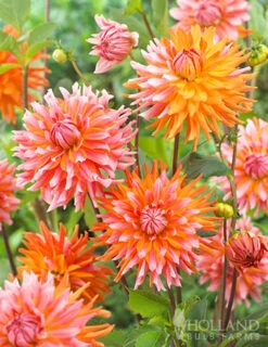 Menu Orange Turmoil Cactus Dahlia