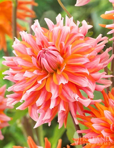 Menu Orange Turmoil Cactus Dahlia 4 Menu Orange Turmoil Cactus Dahlia - Image 2
